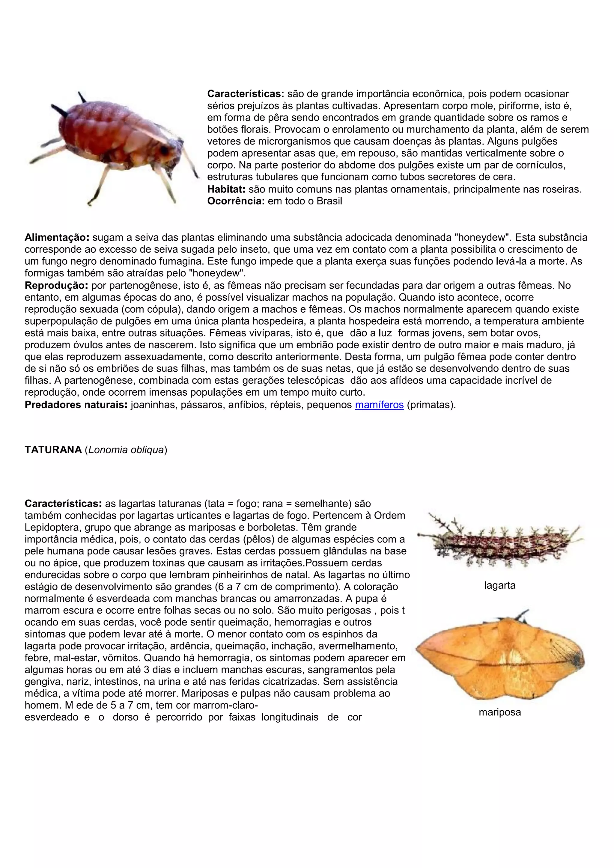 Características: são de grande importância econômica, pois podem ocasionar
sérios prejuízos às plantas cultivadas. Apresentam corpo mole, piriforme, isto é,
em forma de pêra sendo encontrados em grande quantidade sobre os ramos e
botões florais. Provocam o enrolamento ou murchamento da planta, além de serem
vetores de microrganismos que causam doenças às plantas. Alguns pulgões
podem apresentar asas que, em repouso, são mantidas verticalmente sobre o
corpo. Na parte posterior do abdome dos pulgões existe um par de cornículos,
estruturas tubulares que funcionam como tubos secretores de cera.
Habitat: são muito comuns nas plantas ornamentais, principalmente nas roseiras.
Ocorrência: em todo o Brasil
Alimentação: sugam a seiva das plantas eliminando uma substância adocicada denominada "honeydew". Esta substância
corresponde ao excesso de seiva sugada pelo inseto, que uma vez em contato com a planta possibilita o crescimento de
um fungo negro denominado fumagina. Este fungo impede que a planta exerça suas funções podendo levá-la a morte. As
formigas também são atraídas pelo "honeydew".
Reprodução: por partenogênese, isto é, as fêmeas não precisam ser fecundadas para dar origem a outras fêmeas. No
entanto, em algumas épocas do ano, é possível visualizar machos na população. Quando isto acontece, ocorre
reprodução sexuada (com cópula), dando origem a machos e fêmeas. Os machos normalmente aparecem quando existe
superpopulação de pulgões em uma única planta hospedeira, a planta hospedeira está morrendo, a temperatura ambiente
está mais baixa, entre outras situações. Fêmeas vivíparas, isto é, que dão a luz formas jovens, sem botar ovos,
produzem óvulos antes de nascerem. Isto significa que um embrião pode existir dentro de outro maior e mais maduro, já
que elas reproduzem assexuadamente, como descrito anteriormente. Desta forma, um pulgão fêmea pode conter dentro
de si não só os embriões de suas filhas, mas também os de suas netas, que já estão se desenvolvendo dentro de suas
filhas. A partenogênese, combinada com estas gerações telescópicas dão aos afídeos uma capacidade incrível de
reprodução, onde ocorrem imensas populações em um tempo muito curto.
Predadores naturais: joaninhas, pássaros, anfíbios, répteis, pequenos mamíferos (primatas).
TATURANA (Lonomia obliqua)
Características: as lagartas taturanas (tata = fogo; rana = semelhante) são
também conhecidas por lagartas urticantes e lagartas de fogo. Pertencem à Ordem
Lepidoptera, grupo que abrange as mariposas e borboletas. Têm grande
importância médica, pois, o contato das cerdas (pêlos) de algumas espécies com a
pele humana pode causar lesões graves. Estas cerdas possuem glândulas na base
ou no ápice, que produzem toxinas que causam as irritações.Possuem cerdas
endurecidas sobre o corpo que lembram pinheirinhos de natal. As lagartas no último
estágio de desenvolvimento são grandes (6 a 7 cm de comprimento). A coloração
normalmente é esverdeada com manchas brancas ou amarronzadas. A pupa é
marrom escura e ocorre entre folhas secas ou no solo. São muito perigosas , pois t
ocando em suas cerdas, você pode sentir queimação, hemorragias e outros
sintomas que podem levar até à morte. O menor contato com os espinhos da
lagarta pode provocar irritação, ardência, queimação, inchação, avermelhamento,
febre, mal-estar, vômitos. Quando há hemorragia, os sintomas podem aparecer em
algumas horas ou em até 3 dias e incluem manchas escuras, sangramentos pela
gengiva, nariz, intestinos, na urina e até nas feridas cicatrizadas. Sem assistência
médica, a vítima pode até morrer. Mariposas e pulpas não causam problema ao
homem. M ede de 5 a 7 cm, tem cor marrom-claro-
esverdeado e o dorso é percorrido por faixas longitudinais de cor
lagarta
mariposa
 