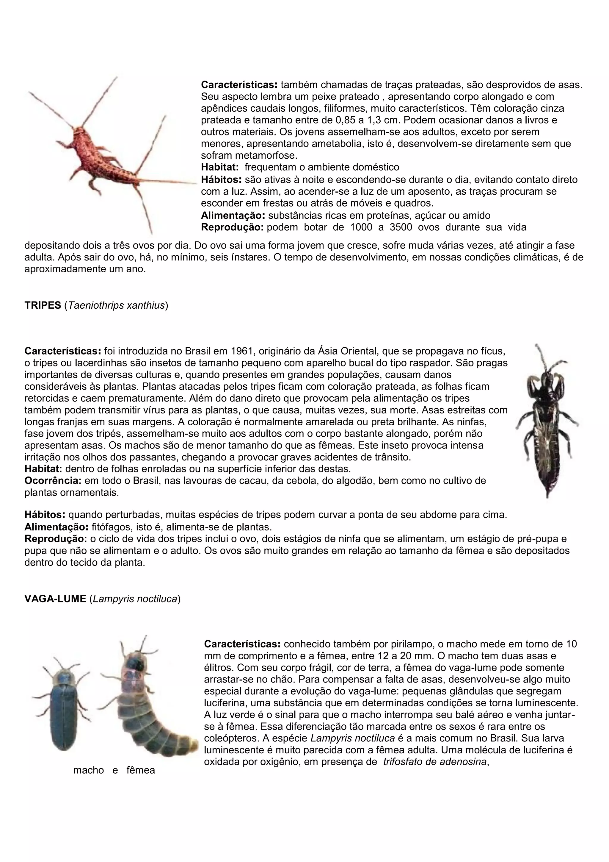 Características: também chamadas de traças prateadas, são desprovidos de asas.
Seu aspecto lembra um peixe prateado , apresentando corpo alongado e com
apêndices caudais longos, filiformes, muito característicos. Têm coloração cinza
prateada e tamanho entre de 0,85 a 1,3 cm. Podem ocasionar danos a livros e
outros materiais. Os jovens assemelham-se aos adultos, exceto por serem
menores, apresentando ametabolia, isto é, desenvolvem-se diretamente sem que
sofram metamorfose.
Habitat: frequentam o ambiente doméstico
Hábitos: são ativas à noite e escondendo-se durante o dia, evitando contato direto
com a luz. Assim, ao acender-se a luz de um aposento, as traças procuram se
esconder em frestas ou atrás de móveis e quadros.
Alimentação: substâncias ricas em proteínas, açúcar ou amido
Reprodução: podem botar de 1000 a 3500 ovos durante sua vida
depositando dois a três ovos por dia. Do ovo sai uma forma jovem que cresce, sofre muda várias vezes, até atingir a fase
adulta. Após sair do ovo, há, no mínimo, seis ínstares. O tempo de desenvolvimento, em nossas condições climáticas, é de
aproximadamente um ano.
TRIPES (Taeniothrips xanthius)
Características: foi introduzida no Brasil em 1961, originário da Ásia Oriental, que se propagava no fícus,
o tripes ou lacerdinhas são insetos de tamanho pequeno com aparelho bucal do tipo raspador. São pragas
importantes de diversas culturas e, quando presentes em grandes populações, causam danos
consideráveis às plantas. Plantas atacadas pelos tripes ficam com coloração prateada, as folhas ficam
retorcidas e caem prematuramente. Além do dano direto que provocam pela alimentação os tripes
também podem transmitir vírus para as plantas, o que causa, muitas vezes, sua morte. Asas estreitas com
longas franjas em suas margens. A coloração é normalmente amarelada ou preta brilhante. As ninfas,
fase jovem dos tripés, assemelham-se muito aos adultos com o corpo bastante alongado, porém não
apresentam asas. Os machos são de menor tamanho do que as fêmeas. Este inseto provoca intensa
irritação nos olhos dos passantes, chegando a provocar graves acidentes de trânsito.
Habitat: dentro de folhas enroladas ou na superfície inferior das destas.
Ocorrência: em todo o Brasil, nas lavouras de cacau, da cebola, do algodão, bem como no cultivo de
plantas ornamentais.
Hábitos: quando perturbadas, muitas espécies de tripes podem curvar a ponta de seu abdome para cima.
Alimentação: fitófagos, isto é, alimenta-se de plantas.
Reprodução: o ciclo de vida dos tripes inclui o ovo, dois estágios de ninfa que se alimentam, um estágio de pré-pupa e
pupa que não se alimentam e o adulto. Os ovos são muito grandes em relação ao tamanho da fêmea e são depositados
dentro do tecido da planta.
VAGA-LUME (Lampyris noctiluca)
macho e fêmea
Características: conhecido também por pirilampo, o macho mede em torno de 10
mm de comprimento e a fêmea, entre 12 a 20 mm. O macho tem duas asas e
élitros. Com seu corpo frágil, cor de terra, a fêmea do vaga-lume pode somente
arrastar-se no chão. Para compensar a falta de asas, desenvolveu-se algo muito
especial durante a evolução do vaga-lume: pequenas glândulas que segregam
luciferina, uma substância que em determinadas condições se torna luminescente.
A luz verde é o sinal para que o macho interrompa seu balé aéreo e venha juntar-
se à fêmea. Essa diferenciação tão marcada entre os sexos é rara entre os
coleópteros. A espécie Lampyris noctiluca é a mais comum no Brasil. Sua larva
luminescente é muito parecida com a fêmea adulta. Uma molécula de luciferina é
oxidada por oxigênio, em presença de trifosfato de adenosina,
 