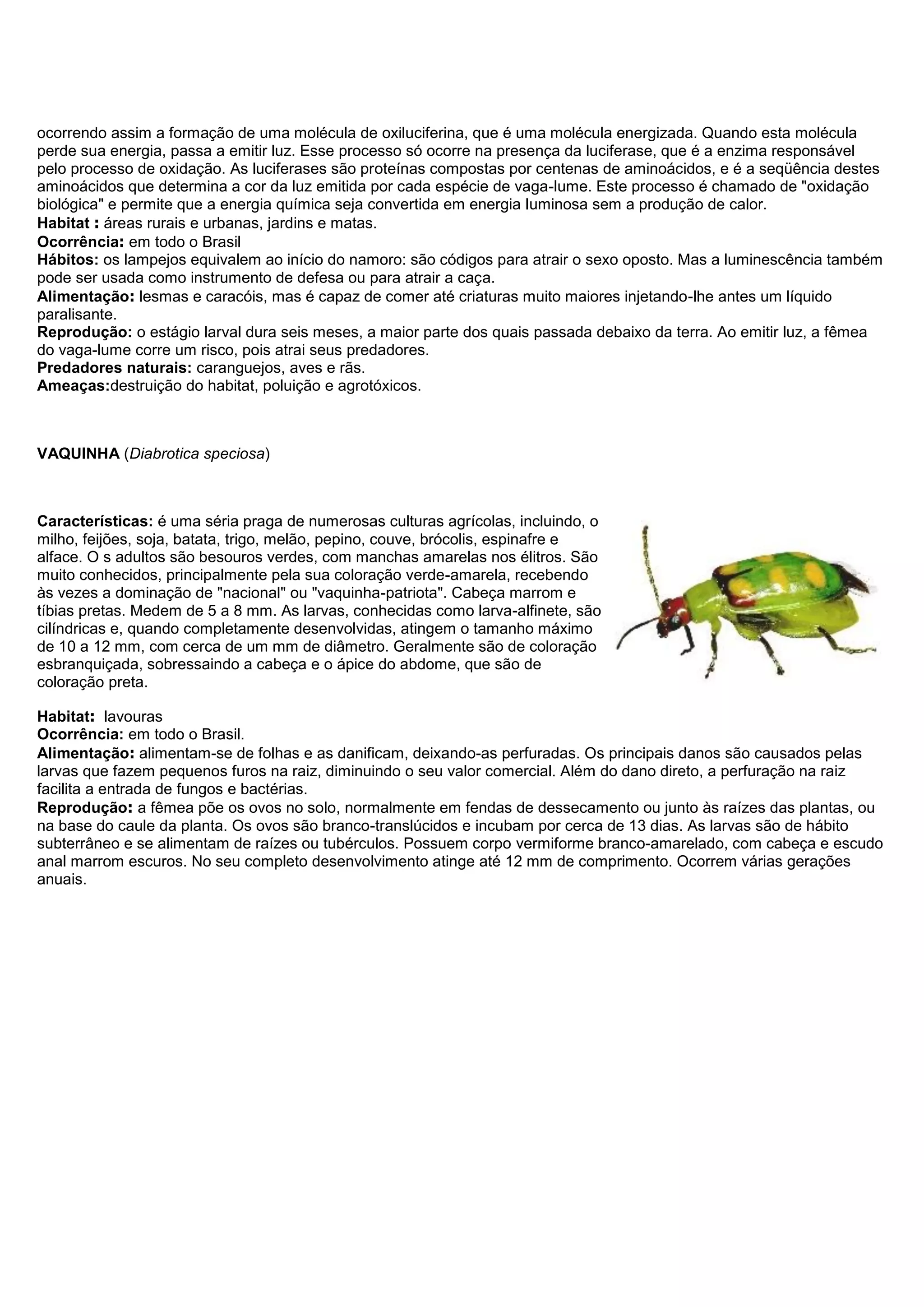 ocorrendo assim a formação de uma molécula de oxiluciferina, que é uma molécula energizada. Quando esta molécula
perde sua energia, passa a emitir luz. Esse processo só ocorre na presença da luciferase, que é a enzima responsável
pelo processo de oxidação. As luciferases são proteínas compostas por centenas de aminoácidos, e é a seqüência destes
aminoácidos que determina a cor da luz emitida por cada espécie de vaga-lume. Este processo é chamado de "oxidação
biológica" e permite que a energia química seja convertida em energia luminosa sem a produção de calor.
Habitat : áreas rurais e urbanas, jardins e matas.
Ocorrência: em todo o Brasil
Hábitos: os lampejos equivalem ao início do namoro: são códigos para atrair o sexo oposto. Mas a luminescência também
pode ser usada como instrumento de defesa ou para atrair a caça.
Alimentação: lesmas e caracóis, mas é capaz de comer até criaturas muito maiores injetando-lhe antes um líquido
paralisante.
Reprodução: o estágio larval dura seis meses, a maior parte dos quais passada debaixo da terra. Ao emitir luz, a fêmea
do vaga-lume corre um risco, pois atrai seus predadores.
Predadores naturais: caranguejos, aves e rãs.
Ameaças:destruição do habitat, poluição e agrotóxicos.
VAQUINHA (Diabrotica speciosa)
Características: é uma séria praga de numerosas culturas agrícolas, incluindo, o
milho, feijões, soja, batata, trigo, melão, pepino, couve, brócolis, espinafre e
alface. O s adultos são besouros verdes, com manchas amarelas nos élitros. São
muito conhecidos, principalmente pela sua coloração verde-amarela, recebendo
às vezes a dominação de "nacional" ou "vaquinha-patriota". Cabeça marrom e
tíbias pretas. Medem de 5 a 8 mm. As larvas, conhecidas como larva-alfinete, são
cilíndricas e, quando completamente desenvolvidas, atingem o tamanho máximo
de 10 a 12 mm, com cerca de um mm de diâmetro. Geralmente são de coloração
esbranquiçada, sobressaindo a cabeça e o ápice do abdome, que são de
coloração preta.
Habitat: lavouras
Ocorrência: em todo o Brasil.
Alimentação: alimentam-se de folhas e as danificam, deixando-as perfuradas. Os principais danos são causados pelas
larvas que fazem pequenos furos na raiz, diminuindo o seu valor comercial. Além do dano direto, a perfuração na raiz
facilita a entrada de fungos e bactérias.
Reprodução: a fêmea põe os ovos no solo, normalmente em fendas de dessecamento ou junto às raízes das plantas, ou
na base do caule da planta. Os ovos são branco-translúcidos e incubam por cerca de 13 dias. As larvas são de hábito
subterrâneo e se alimentam de raízes ou tubérculos. Possuem corpo vermiforme branco-amarelado, com cabeça e escudo
anal marrom escuros. No seu completo desenvolvimento atinge até 12 mm de comprimento. Ocorrem várias gerações
anuais.
 