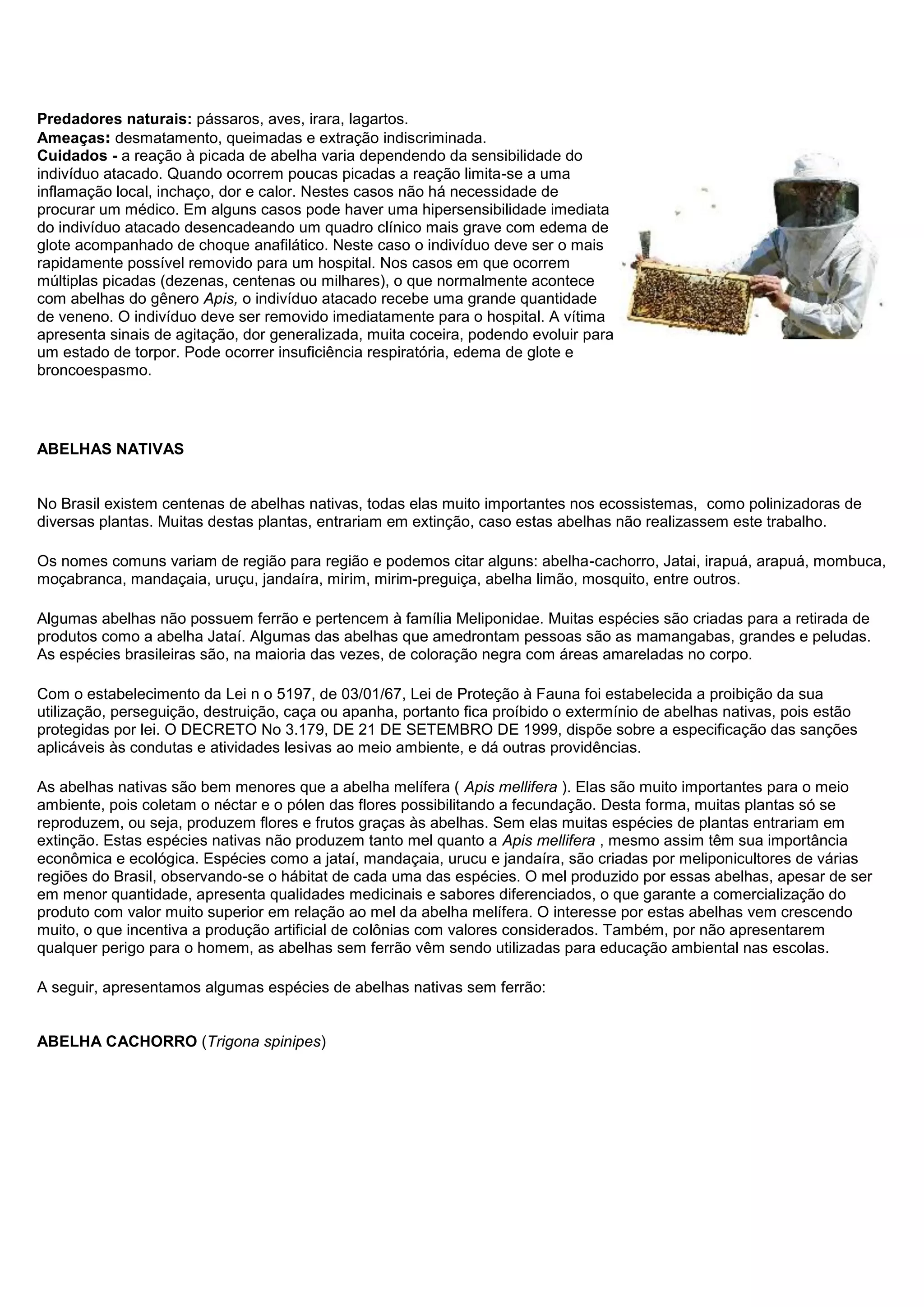 Predadores naturais: pássaros, aves, irara, lagartos.
Ameaças: desmatamento, queimadas e extração indiscriminada.
Cuidados - a reação à picada de abelha varia dependendo da sensibilidade do
indivíduo atacado. Quando ocorrem poucas picadas a reação limita-se a uma
inflamação local, inchaço, dor e calor. Nestes casos não há necessidade de
procurar um médico. Em alguns casos pode haver uma hipersensibilidade imediata
do indivíduo atacado desencadeando um quadro clínico mais grave com edema de
glote acompanhado de choque anafilático. Neste caso o indivíduo deve ser o mais
rapidamente possível removido para um hospital. Nos casos em que ocorrem
múltiplas picadas (dezenas, centenas ou milhares), o que normalmente acontece
com abelhas do gênero Apis, o indivíduo atacado recebe uma grande quantidade
de veneno. O indivíduo deve ser removido imediatamente para o hospital. A vítima
apresenta sinais de agitação, dor generalizada, muita coceira, podendo evoluir para
um estado de torpor. Pode ocorrer insuficiência respiratória, edema de glote e
broncoespasmo.
ABELHAS NATIVAS
No Brasil existem centenas de abelhas nativas, todas elas muito importantes nos ecossistemas, como polinizadoras de
diversas plantas. Muitas destas plantas, entrariam em extinção, caso estas abelhas não realizassem este trabalho.
Os nomes comuns variam de região para região e podemos citar alguns: abelha-cachorro, Jatai, irapuá, arapuá, mombuca,
moçabranca, mandaçaia, uruçu, jandaíra, mirim, mirim-preguiça, abelha limão, mosquito, entre outros.
Algumas abelhas não possuem ferrão e pertencem à família Meliponidae. Muitas espécies são criadas para a retirada de
produtos como a abelha Jataí. Algumas das abelhas que amedrontam pessoas são as mamangabas, grandes e peludas.
As espécies brasileiras são, na maioria das vezes, de coloração negra com áreas amareladas no corpo.
Com o estabelecimento da Lei n o 5197, de 03/01/67, Lei de Proteção à Fauna foi estabelecida a proibição da sua
utilização, perseguição, destruição, caça ou apanha, portanto fica proíbido o extermínio de abelhas nativas, pois estão
protegidas por lei. O DECRETO No 3.179, DE 21 DE SETEMBRO DE 1999, dispõe sobre a especificação das sanções
aplicáveis às condutas e atividades lesivas ao meio ambiente, e dá outras providências.
As abelhas nativas são bem menores que a abelha melífera ( Apis mellifera ). Elas são muito importantes para o meio
ambiente, pois coletam o néctar e o pólen das flores possibilitando a fecundação. Desta forma, muitas plantas só se
reproduzem, ou seja, produzem flores e frutos graças às abelhas. Sem elas muitas espécies de plantas entrariam em
extinção. Estas espécies nativas não produzem tanto mel quanto a Apis mellifera , mesmo assim têm sua importância
econômica e ecológica. Espécies como a jataí, mandaçaia, urucu e jandaíra, são criadas por meliponicultores de várias
regiões do Brasil, observando-se o hábitat de cada uma das espécies. O mel produzido por essas abelhas, apesar de ser
em menor quantidade, apresenta qualidades medicinais e sabores diferenciados, o que garante a comercialização do
produto com valor muito superior em relação ao mel da abelha melífera. O interesse por estas abelhas vem crescendo
muito, o que incentiva a produção artificial de colônias com valores considerados. Também, por não apresentarem
qualquer perigo para o homem, as abelhas sem ferrão vêm sendo utilizadas para educação ambiental nas escolas.
A seguir, apresentamos algumas espécies de abelhas nativas sem ferrão:
ABELHA CACHORRO (Trigona spinipes)
 