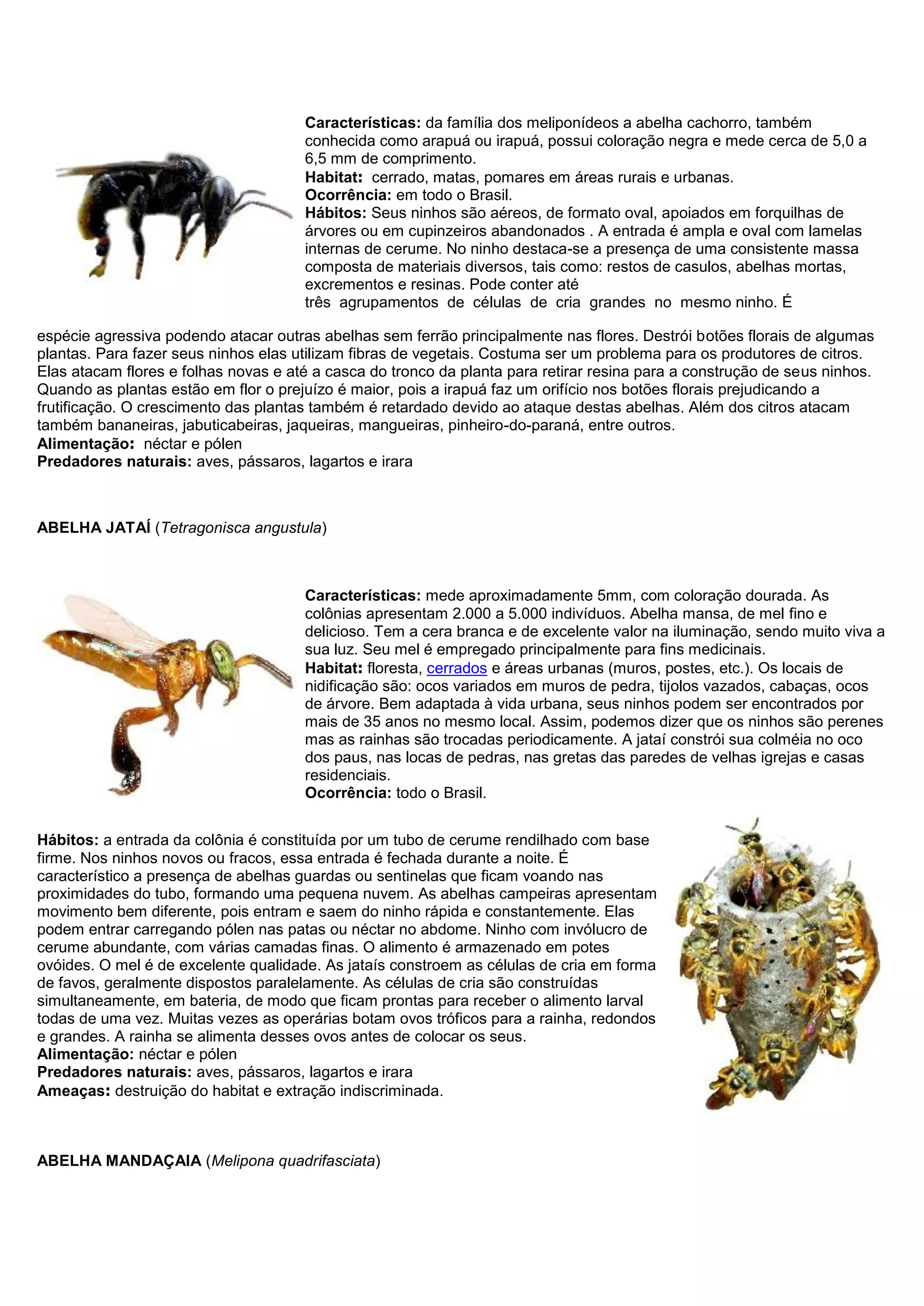 Características: da família dos meliponídeos a abelha cachorro, também
conhecida como arapuá ou irapuá, possui coloração negra e mede cerca de 5,0 a
6,5 mm de comprimento.
Habitat: cerrado, matas, pomares em áreas rurais e urbanas.
Ocorrência: em todo o Brasil.
Hábitos: Seus ninhos são aéreos, de formato oval, apoiados em forquilhas de
árvores ou em cupinzeiros abandonados . A entrada é ampla e oval com lamelas
internas de cerume. No ninho destaca-se a presença de uma consistente massa
composta de materiais diversos, tais como: restos de casulos, abelhas mortas,
excrementos e resinas. Pode conter até
três agrupamentos de células de cria grandes no mesmo ninho. É
espécie agressiva podendo atacar outras abelhas sem ferrão principalmente nas flores. Destrói botões florais de algumas
plantas. Para fazer seus ninhos elas utilizam fibras de vegetais. Costuma ser um problema para os produtores de citros.
Elas atacam flores e folhas novas e até a casca do tronco da planta para retirar resina para a construção de seus ninhos.
Quando as plantas estão em flor o prejuízo é maior, pois a irapuá faz um orifício nos botões florais prejudicando a
frutificação. O crescimento das plantas também é retardado devido ao ataque destas abelhas. Além dos citros atacam
também bananeiras, jabuticabeiras, jaqueiras, mangueiras, pinheiro-do-paraná, entre outros.
Alimentação: néctar e pólen
Predadores naturais: aves, pássaros, lagartos e irara
ABELHA JATAÍ (Tetragonisca angustula)
Características: mede aproximadamente 5mm, com coloração dourada. As
colônias apresentam 2.000 a 5.000 indivíduos. Abelha mansa, de mel fino e
delicioso. Tem a cera branca e de excelente valor na iluminação, sendo muito viva a
sua luz. Seu mel é empregado principalmente para fins medicinais.
Habitat: floresta, cerrados e áreas urbanas (muros, postes, etc.). Os locais de
nidificação são: ocos variados em muros de pedra, tijolos vazados, cabaças, ocos
de árvore. Bem adaptada à vida urbana, seus ninhos podem ser encontrados por
mais de 35 anos no mesmo local. Assim, podemos dizer que os ninhos são perenes
mas as rainhas são trocadas periodicamente. A jataí constrói sua colméia no oco
dos paus, nas locas de pedras, nas gretas das paredes de velhas igrejas e casas
residenciais.
Ocorrência: todo o Brasil.
Hábitos: a entrada da colônia é constituída por um tubo de cerume rendilhado com base
firme. Nos ninhos novos ou fracos, essa entrada é fechada durante a noite. É
característico a presença de abelhas guardas ou sentinelas que ficam voando nas
proximidades do tubo, formando uma pequena nuvem. As abelhas campeiras apresentam
movimento bem diferente, pois entram e saem do ninho rápida e constantemente. Elas
podem entrar carregando pólen nas patas ou néctar no abdome. Ninho com invólucro de
cerume abundante, com várias camadas finas. O alimento é armazenado em potes
ovóides. O mel é de excelente qualidade. As jataís constroem as células de cria em forma
de favos, geralmente dispostos paralelamente. As células de cria são construídas
simultaneamente, em bateria, de modo que ficam prontas para receber o alimento larval
todas de uma vez. Muitas vezes as operárias botam ovos tróficos para a rainha, redondos
e grandes. A rainha se alimenta desses ovos antes de colocar os seus.
Alimentação: néctar e pólen
Predadores naturais: aves, pássaros, lagartos e irara
Ameaças: destruição do habitat e extração indiscriminada.
ABELHA MANDAÇAIA (Melipona quadrifasciata)
 