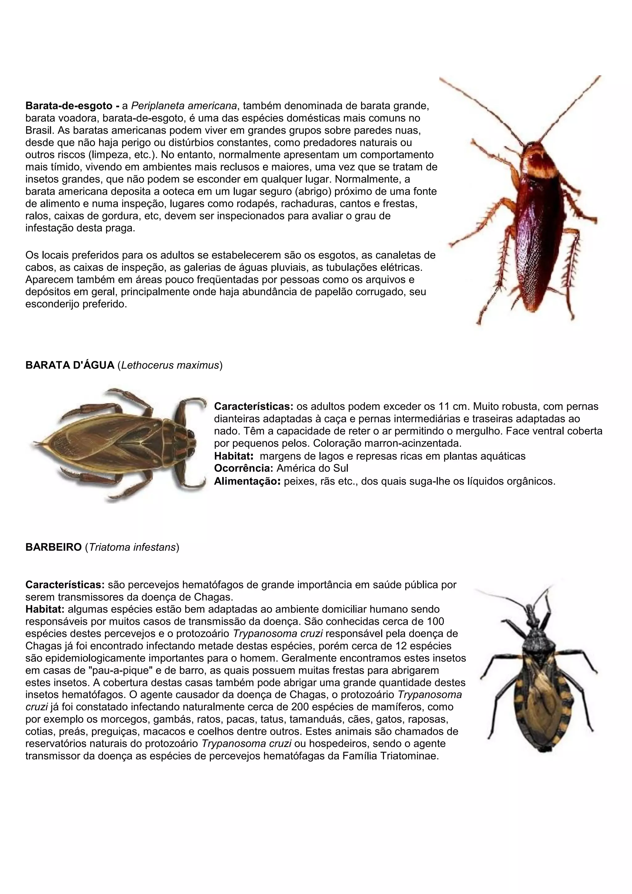 Barata-de-esgoto - a Periplaneta americana, também denominada de barata grande,
barata voadora, barata-de-esgoto, é uma das espécies domésticas mais comuns no
Brasil. As baratas americanas podem viver em grandes grupos sobre paredes nuas,
desde que não haja perigo ou distúrbios constantes, como predadores naturais ou
outros riscos (limpeza, etc.). No entanto, normalmente apresentam um comportamento
mais tímido, vivendo em ambientes mais reclusos e maiores, uma vez que se tratam de
insetos grandes, que não podem se esconder em qualquer lugar. Normalmente, a
barata americana deposita a ooteca em um lugar seguro (abrigo) próximo de uma fonte
de alimento e numa inspeção, lugares como rodapés, rachaduras, cantos e frestas,
ralos, caixas de gordura, etc, devem ser inspecionados para avaliar o grau de
infestação desta praga.
Os locais preferidos para os adultos se estabelecerem são os esgotos, as canaletas de
cabos, as caixas de inspeção, as galerias de águas pluviais, as tubulações elétricas.
Aparecem também em áreas pouco freqüentadas por pessoas como os arquivos e
depósitos em geral, principalmente onde haja abundância de papelão corrugado, seu
esconderijo preferido.
BARATA D'ÁGUA (Lethocerus maximus)
Características: os adultos podem exceder os 11 cm. Muito robusta, com pernas
dianteiras adaptadas à caça e pernas intermediárias e traseiras adaptadas ao
nado. Têm a capacidade de reter o ar permitindo o mergulho. Face ventral coberta
por pequenos pelos. Coloração marron-acinzentada.
Habitat: margens de lagos e represas ricas em plantas aquáticas
Ocorrência: América do Sul
Alimentação: peixes, rãs etc., dos quais suga-lhe os líquidos orgânicos.
BARBEIRO (Triatoma infestans)
Características: são percevejos hematófagos de grande importância em saúde pública por
serem transmissores da doença de Chagas.
Habitat: algumas espécies estão bem adaptadas ao ambiente domiciliar humano sendo
responsáveis por muitos casos de transmissão da doença. São conhecidas cerca de 100
espécies destes percevejos e o protozoário Trypanosoma cruzi responsável pela doença de
Chagas já foi encontrado infectando metade destas espécies, porém cerca de 12 espécies
são epidemiologicamente importantes para o homem. Geralmente encontramos estes insetos
em casas de "pau-a-pique" e de barro, as quais possuem muitas frestas para abrigarem
estes insetos. A cobertura destas casas também pode abrigar uma grande quantidade destes
insetos hematófagos. O agente causador da doença de Chagas, o protozoário Trypanosoma
cruzi já foi constatado infectando naturalmente cerca de 200 espécies de mamíferos, como
por exemplo os morcegos, gambás, ratos, pacas, tatus, tamanduás, cães, gatos, raposas,
cotias, preás, preguiças, macacos e coelhos dentre outros. Estes animais são chamados de
reservatórios naturais do protozoário Trypanosoma cruzi ou hospedeiros, sendo o agente
transmissor da doença as espécies de percevejos hematófagas da Família Triatominae.
 