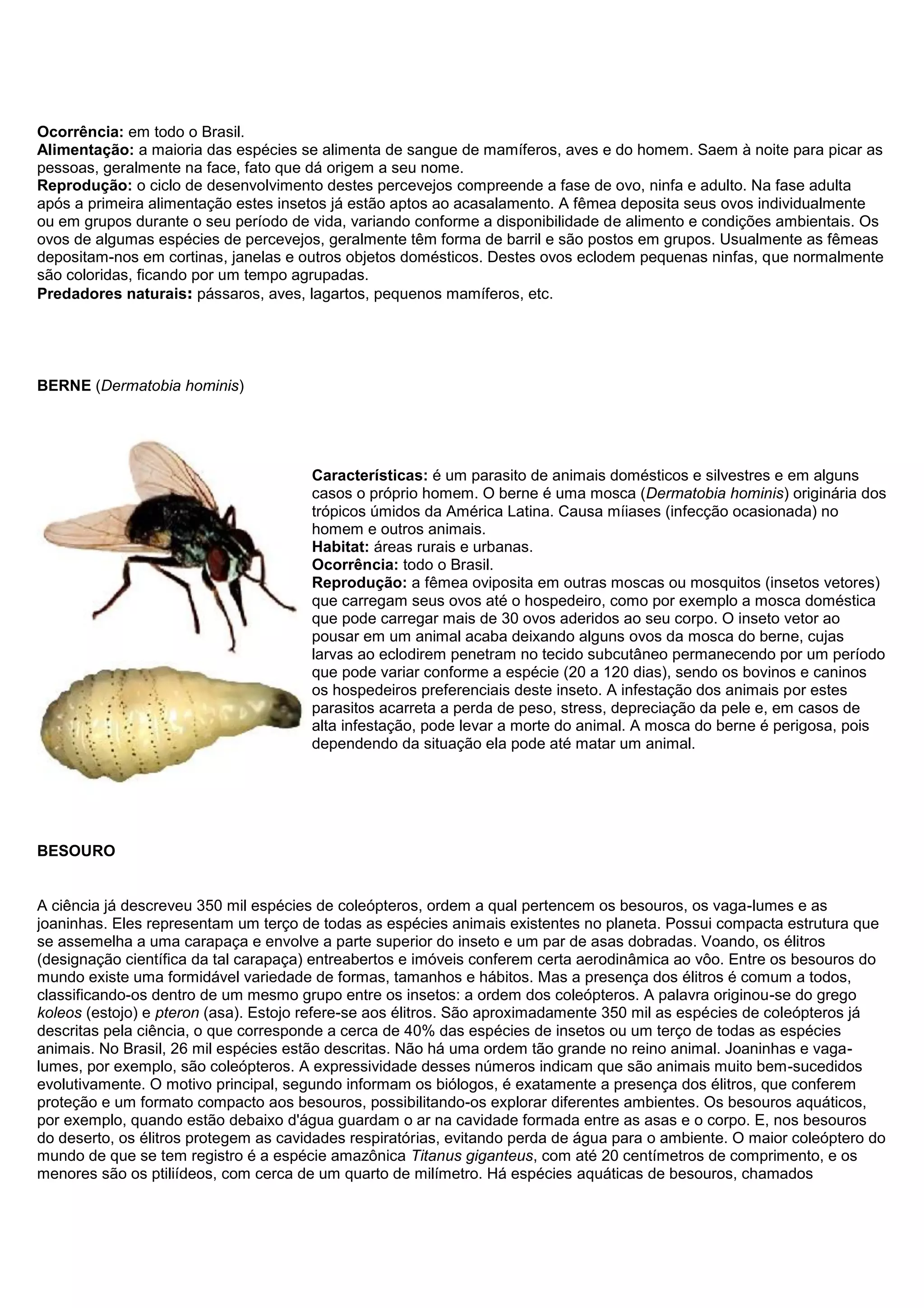 Ocorrência: em todo o Brasil.
Alimentação: a maioria das espécies se alimenta de sangue de mamíferos, aves e do homem. Saem à noite para picar as
pessoas, geralmente na face, fato que dá origem a seu nome.
Reprodução: o ciclo de desenvolvimento destes percevejos compreende a fase de ovo, ninfa e adulto. Na fase adulta
após a primeira alimentação estes insetos já estão aptos ao acasalamento. A fêmea deposita seus ovos individualmente
ou em grupos durante o seu período de vida, variando conforme a disponibilidade de alimento e condições ambientais. Os
ovos de algumas espécies de percevejos, geralmente têm forma de barril e são postos em grupos. Usualmente as fêmeas
depositam-nos em cortinas, janelas e outros objetos domésticos. Destes ovos eclodem pequenas ninfas, que normalmente
são coloridas, ficando por um tempo agrupadas.
Predadores naturais: pássaros, aves, lagartos, pequenos mamíferos, etc.
BERNE (Dermatobia hominis)
Características: é um parasito de animais domésticos e silvestres e em alguns
casos o próprio homem. O berne é uma mosca (Dermatobia hominis) originária dos
trópicos úmidos da América Latina. Causa míiases (infecção ocasionada) no
homem e outros animais.
Habitat: áreas rurais e urbanas.
Ocorrência: todo o Brasil.
Reprodução: a fêmea oviposita em outras moscas ou mosquitos (insetos vetores)
que carregam seus ovos até o hospedeiro, como por exemplo a mosca doméstica
que pode carregar mais de 30 ovos aderidos ao seu corpo. O inseto vetor ao
pousar em um animal acaba deixando alguns ovos da mosca do berne, cujas
larvas ao eclodirem penetram no tecido subcutâneo permanecendo por um período
que pode variar conforme a espécie (20 a 120 dias), sendo os bovinos e caninos
os hospedeiros preferenciais deste inseto. A infestação dos animais por estes
parasitos acarreta a perda de peso, stress, depreciação da pele e, em casos de
alta infestação, pode levar a morte do animal. A mosca do berne é perigosa, pois
dependendo da situação ela pode até matar um animal.
BESOURO
A ciência já descreveu 350 mil espécies de coleópteros, ordem a qual pertencem os besouros, os vaga-lumes e as
joaninhas. Eles representam um terço de todas as espécies animais existentes no planeta. Possui compacta estrutura que
se assemelha a uma carapaça e envolve a parte superior do inseto e um par de asas dobradas. Voando, os élitros
(designação científica da tal carapaça) entreabertos e imóveis conferem certa aerodinâmica ao vôo. Entre os besouros do
mundo existe uma formidável variedade de formas, tamanhos e hábitos. Mas a presença dos élitros é comum a todos,
classificando-os dentro de um mesmo grupo entre os insetos: a ordem dos coleópteros. A palavra originou-se do grego
koleos (estojo) e pteron (asa). Estojo refere-se aos élitros. São aproximadamente 350 mil as espécies de coleópteros já
descritas pela ciência, o que corresponde a cerca de 40% das espécies de insetos ou um terço de todas as espécies
animais. No Brasil, 26 mil espécies estão descritas. Não há uma ordem tão grande no reino animal. Joaninhas e vaga-
lumes, por exemplo, são coleópteros. A expressividade desses números indicam que são animais muito bem-sucedidos
evolutivamente. O motivo principal, segundo informam os biólogos, é exatamente a presença dos élitros, que conferem
proteção e um formato compacto aos besouros, possibilitando-os explorar diferentes ambientes. Os besouros aquáticos,
por exemplo, quando estão debaixo d'água guardam o ar na cavidade formada entre as asas e o corpo. E, nos besouros
do deserto, os élitros protegem as cavidades respiratórias, evitando perda de água para o ambiente. O maior coleóptero do
mundo de que se tem registro é a espécie amazônica Titanus giganteus, com até 20 centímetros de comprimento, e os
menores são os ptiliídeos, com cerca de um quarto de milímetro. Há espécies aquáticas de besouros, chamados
 
