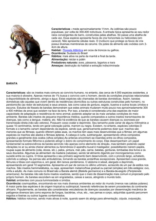 Bicho-pau - Tipos, características, reprodução e habitat