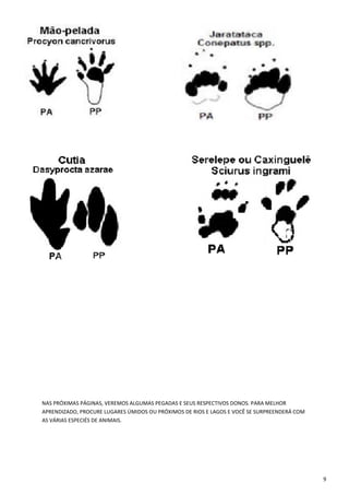 9
NAS PRÓXIMAS PÁGINAS, VEREMOS ALGUMAS PEGADAS E SEUS RESPECTIVOS DONOS. PARA MELHOR
APRENDIZADO, PROCURE LUGARES ÚMIDOS OU PRÓXIMOS DE RIOS E LAGOS E VOCÊ SE SURPREENDERÁ COM
AS VÁRIAS ESPECIÉS DE ANIMAIS.
 