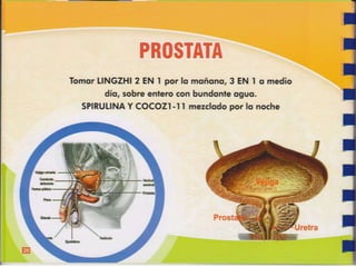 Guia de consumo ganoderma