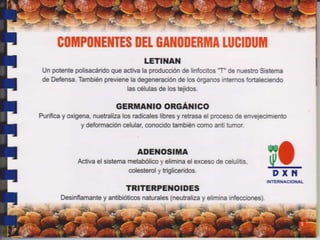 Guia de consumo ganoderma