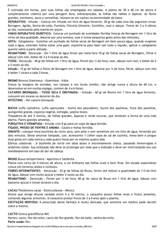 26/08/2016 GUIA DE ERVAS ( Para iniciantes )
http://prmrlinsgritosdiarios.blogspot.com.br/2012/09/guia­de­ervas­para­iniciantes_995.html 28/97
É cultivada em hortas, pois suas folhas são empregadas em saladas. A planta de 30 a 40 cm de altura é
completamente coberta por uma pelugem dura, esbranquiçada, as folhas são radiais e ásperas. As flores
grandes, estrelares, azuis e vermelhas, reúnem‐se em cachos na extremidade da haste.
DEPURATIVO:  Infusão ‐ Colocar em infusão um litro de água fervente, 20 gr de cada uma das seguintes ervas:
Borragem, Agrião, Dente‐de‐Leão, Fumária, Chicória Silvestre, Cerefólio, coar e adoçar. Tomar de 3 a 4 cálices
ao dia, começando pela manhã em jejum.
VINHO DEPURATIVO DIURÉTICO:  Colocar um punhado de sumidades floridas frescas de Borragem em 1 litro de
vinho de boa qualidade. Macerar por uma semana, coar e tomar pequenos goles antes das refeições.
GOTA:  Cataplasma ‐ Cozinhar um punhado de folhas secas de Borragem em bem pouca água, quando evaporar
toda a água, estender folhas sobre uma gaze, espreme‐la para fazer sair todo o líquido, aplicar o cataplasma
quente sobre a parte afetada.
REUMATISMO:  Decocção ‐ Em 1 litro de água ferver por meia hora 10 gr de folhas secas de Borragem, filtrar e
adoçar com mel, beber de 3 a 4 xícaras ao dia.
TOSSE:  Decocção ‐ 40 gr de folhas em 1 litro de água. Ferver por ¼ de hora, coar, adoçar com mel, e beber de 2
a 3 vezes ao dia.
Infusão ‐ 15 gr de folhas e flores de Borragem em 1 litro de água. Macerar por ¾ de hora, filtrar, adoçar com mel
e beber 1 xícara a cada 3 horas.
BROMO Bromus Stamineus ‐ Gramíneas ‐ Itália
Cresce às margens de estradas, nos campos e nos locais úmidos, não atinge nunca a altura de 60 cm, e
desenvolve‐se em muitas espigas, contém de 4 a 6 flores.
CATARRO BRONQUIAL ‐ TOSSE SECA E OBSTINADA: ‐ Infusão ‐ 60 gr de Bromo em 1 litro de água fervente,
consumir em xícaras no decorrer do dia
INTESTINO: ‐ Ver catarro bronquial.
BUCHA Luffa cylindrica, Luffa operculata ‐ bucha dos pescadores, bucha dos paulistas, fruta dos paulistas,
quingombô grande, esponja vegetal, esfregão, pepino bravo.
Trepadeira de até 5 metros, de folhas grandes, ásperas e verde escuras, que lembram a forma de uma mão
aberta. Flores grandes amarelas.
PURGATIVA E VERMIFUGA ‐ Infusão com 8 gs para um copo de água fervida.
FÍGADO, PRISÃO DE VENTRE E ANEMIA ‐ Caules e folhas fervidas.
SINUSITE ‐ coloque meia buchinha do norte seca, sem pele e sem sementes em um litro de água, fervendo por
dois minutos. Deixe amornar tampado, coe, acrescente 1 colher sopa de sal de cozinha, mexa bem e pingue
duas gotas em cada narina a cada quatro horas por no máximo quatro dias.
Efeitos colaterais ‐ A buchinha do norte em altas doses é extremamente tóxica, causando hemorragias e
acidentes fatais. Sua utilização não deve se prolongar por mais que o indicado e deve ser interrompido seu uso
imediatamente em caso de dor de cabeça.
BRUXO Buxus sempervisens ‐ Apeninos e Sardenha
Planta com cerca de 4 metros de altura, a cor brilhante das folhas ovais e bem finas. Em estado espontâneo
cresce em terrenos áridos e rochosos.
FEBRES INTERMITENTES: ‐ Decocção ‐ 25 gr de folhas de Bruxo, ferver até reduzir a quantidade de 1/3 de litro
de água. Adoçar com muito açúcar e beber 2 vezes ao dia.
REUMATISMO: ‐ Decocção ‐ Ferver por ¼ de hora, 60 gr de casca de Bruxo em 1 litro de água. Adoçar com
bastante açúcar e tomar durante o dia.
CACAU Theobroma cacao ‐ Esterculiáceas ‐ México
Árvore que atinge alturas variadas entre 4 a 10 metros, o cacaueiro possui folhas ovais e frutos amarelos,
contendo algumas sementes. O cacaueiro produz frutos de 3 a 4 anos após o plantio.
EXCITAÇÃO NERVOSA: A prescrição deste fármaco é muito delicada, que somente um médico pode decidir
sobre a mesma.
CACTO Cereus grandiflorus Mill
Nomes: cacto, flor‐da‐noite, cacto‐de‐flor‐grande, flor‐do‐baile, rainha‐da‐noite.
Parte usada: flor.
 
