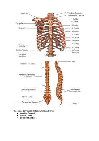 Recordar curvaturas de la columna vertebral:
   • Lordisis Cervical
   • Cifosis Dorsal
   • Lordosis Lumbar
 