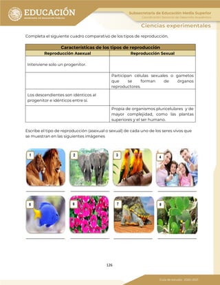126
Completa el siguiente cuadro comparativo de los tipos de reproducción.
Características de los tipos de reproducción
Reproducción Asexual Reproducción Sexual
Interviene solo un progenitor.
Participan células sexuales o gametos
que se forman de órganos
reproductores.
Los descendientes son idénticos al
progenitor e idénticos entre sí.
Propia de organismos pluricelulares y de
mayor complejidad, como las plantas
superiores y el ser humano.
Escribe el tipo de reproducción (asexual o sexual) de cada uno de los seres vivos que
se muestran en las siguientes imágenes
 