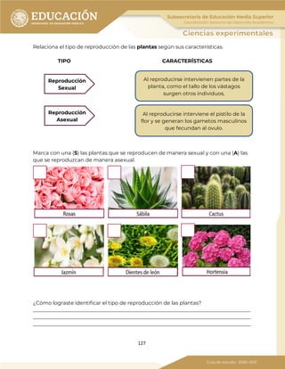 127
Relaciona el tipo de reproducción de las plantas según sus características.
TIPO CARACTERÍSTICAS
Marca con una (S) las plantas que se reproducen de manera sexual y con una (A) las
que se reproduzcan de manera asexual.
¿Cómo lograste identificar el tipo de reproducción de las plantas?
_____________________________________________________________________________________
_____________________________________________________________________________________
_____________________________________________________________________________________
Reproducción
Sexual
Reproducción
Asexual
Al reproducirse intervienen partes de la
planta, como el tallo de los vástagos
surgen otros individuos.
Al reproducirse interviene el pistilo de la
flor y se generan los gametos masculinos
que fecundan al ovulo.
 