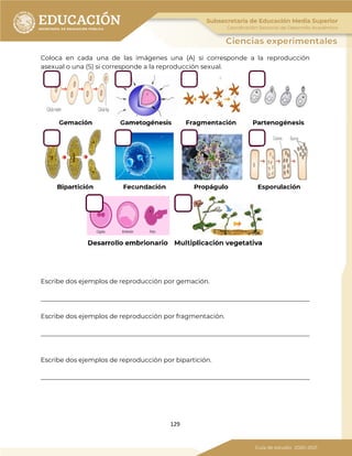 129
Coloca en cada una de las imágenes una (A) si corresponde a la reproducción
asexual o una (S) si corresponde a la reproducción sexual.
Escribe dos ejemplos de reproducción por gemación.
_____________________________________________________________________________________
Escribe dos ejemplos de reproducción por fragmentación.
_____________________________________________________________________________________
Escribe dos ejemplos de reproducción por bipartición.
_____________________________________________________________________________________
 