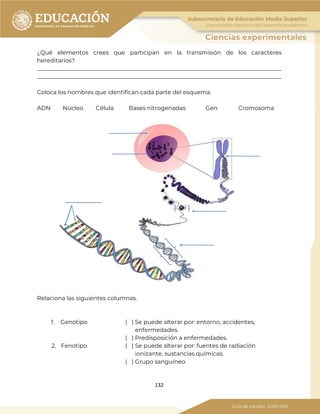 132
¿Qué elementos crees que participan en la transmisión de los caracteres
hereditarios?
_____________________________________________________________________________________
_____________________________________________________________________________________
Coloca los nombres que identifican cada parte del esquema.
ADN Núcleo Célula Bases nitrogenadas Gen Cromosoma
Relaciona las siguientes columnas.
1. Genotipo ( ) Se puede alterar por: entorno, accidentes,
enfermedades.
( ) Predisposición a enfermedades.
2. Fenotipo ( ) Se puede alterar por: fuentes de radiación
ionizante, sustancias químicas.
( ) Grupo sanguíneo.
 