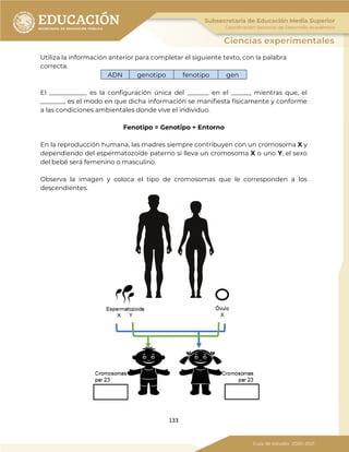 133
Utiliza la información anterior para completar el siguiente texto, con la palabra
correcta.
ADN genotipo fenotipo gen
El ____________ es la configuración única del _______ en el ______, mientras que, el
________ es el modo en que dicha información se manifiesta físicamente y conforme
a las condiciones ambientales donde vive el individuo.
Fenotipo = Genotipo + Entorno
En la reproducción humana, las madres siempre contribuyen con un cromosoma X y
dependiendo del espermatozoide paterno si lleva un cromosoma X o uno Y, el sexo
del bebé será femenino o masculino.
Observa la imagen y coloca el tipo de cromosomas que le corresponden a los
descendientes.
 