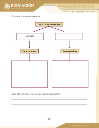147
Completa el siguiente esquema.
¿Qué diferencia hay entre los dos tipos de respiración?
_____________________________________________________________________________________
_____________________________________________________________________________________
_____________________________________________________________________________________
_____________________________________________________________________________________
TIPOS DE RESPIRACIÓN
Aerobia
Características Características
 