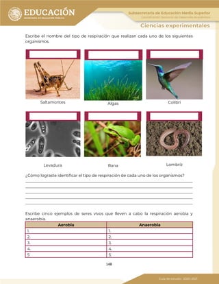 148
Escribe el nombre del tipo de respiración que realizan cada uno de los siguientes
organismos.
Saltamontes Algas Colibrí
Levadura Rana Lombríz
¿Cómo lograste identificar el tipo de respiración de cada uno de los organismos?
_____________________________________________________________________________________
_____________________________________________________________________________________
_____________________________________________________________________________________
_____________________________________________________________________________________
_____________________________________________________________________________________
Escribe cinco ejemplos de seres vivos que lleven a cabo la respiración aerobia y
anaerobia.
Aerobia Anaerobia
1. 1.
2. 2.
3. 3.
4. 4.
5 5.
 
