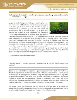150
13. Reconoce la relación entre los procesos de nutrición y respiración para la
obtención de energía.
¿Alguna vez te has preguntado para qué respiramos y
nos alimentamos? Posiblemente me contestes que para
vivir, pero ¿qué pasa dentro de nuestro cuerpo al
alimentarnos y respirar? ¿Todos los seres vivos nos
alimentamos de la misma manera? ¿De qué están
hechos los nutrientes que contienen los alimentos?
¿Qué papel desempeña el oxígeno que respiramos?
Todas estas preguntas y más están interconectadas para explicar el porqué estamos
vivos. Es claro que los árboles se alimentan de una forma diferente a los animales,
pues ellos elaboran sus propios alimentos con ayuda de la energía solar, nosotros
dependemos tanto de los vegetales como de otros animales para sobrevivir y en
consecuencia nuestros procesos de nutrición y asimilación son diferentes. La
naturaleza nos proveyó de aparatos y sistemas para ello.
Los nutrientes que consumimos son elementos y compuestos químicos que
contienen los alimentos y que junto con el oxígeno forman parte del metabolismo
que se encarga precisamente de generar lo que nos mantiene con vida.
¿Qué procesos nos mantienen vivos?
_____________________________________________________________________________________
_____________________________________________________________________________________
¿Qué partes de tu cuerpo participan para procesar y asimilar los alimentos que
ingieres?
_____________________________________________________________________________________
_____________________________________________________________________________________
Como ya has estudiado, no todos los organismos se alimentan de la misma forma,
de ahí que podemos dividir la nutrición en autótrofa y heterótrofa. La primera es
característica de los vegetales, bacterias y algunas algas microscópicas; la segunda
es propia del resto de los seres vivos que se alimentan de sustancias orgánicas
complejas como los carbohidratos, lípidos y proteínas producidas por otros
organismos. Para muchos organismos; así como para los seres humanos, la nutrición
heterótrofa presenta varias fases: ingestión, digestión, asimilación y excreción.
Los seres humanos contamos con un sistema orgánico que se encarga de
aprovechar los nutrientes que contienen los alimentos, desde una etapa inicial como
es la ingestión hasta la eliminación de desechos que es la excreción.
 