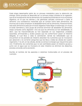151
Cada etapa desempeña parte de un proceso metabólico para la obtención de
energía. Dicho proceso se desarrolla así: La primera etapa consiste en la ingestión,
que es la incorporación de los alimentos a la cavidad bucal donde se inicia el proceso
digestivo, en el que los dientes y las glándulas salivales comienzan a darle al
alimento una consistencia macerada que se conoce como bolo alimenticio, las
enzimas de la saliva empiezan el desdoblamiento de los alimentos. Posteriormente,
este bolo alimenticio pasa por el tracto digestivo hasta llegar al estómago, en el que
el ácido clorhídrico y otro grupo de enzimas terminan de desdoblar los alimentos,
etapa conocida como digestión. Una vez que los alimentos se han desdoblado, es
decir, que las macromoléculas se han separado en sus respectivas unidades
(sacáridos, aminoácidos y ácidos grasos) que las conformaron pasan al intestino
delgado, el cual lleva a cabo la asimilación, donde las vellosidades que se
encuentran en las paredes de intestino absorben los nutrientes que se incorporan
por absorción a la corriente sanguínea que las lleva a todas las células de nuestro
organismo. Y es ahí, en las células, donde se extrae la energía que requerimos para
vivir. Finalmente, los nutrientes que no son asimilados pasan al intestino grueso y
junto con el agua que se incorpora en este intestino se eliminan los desechos,
proceso conocido como excreción.
Escribe el nombre de los aparatos o sistemas involucrados en el proceso de
nutrición.
 