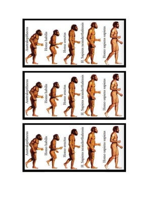 Guia de evolución del hombre