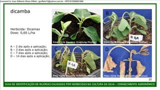 Herbicida: Dicamax
Dose: 0,60 L/ha
dicamba
A – 2 dia após a aplicação;
B – 3 dias após a aplicação;
C – 7 dias após a aplicação;
D – 14 dias após a aplicação;
A
C
B
D
Foto: Carla Siqueira (Instituto Phytus) Foto: Carla Siqueira (Instituto Phytus)
Foto: Carla Siqueira (Instituto Phytus) Foto: Carla Siqueira (Instituto Phytus)
10
Licensed to Joao Gilberto Alves Villela - jgvillela13@yahoo.com.br - HP01015958851886
 