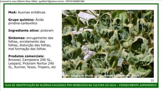 MoA: Auxinas sintéticas
Grupo químico: Ácido
piridina-carboxílico
Ingrediente ativo: picloram
Sintomas: enrugamento das
folhas, enrolamento das
folhas, distorção das folhas,
mal formação das folhas
Produtos comerciais:
Browser, Campestre 240 SL,
Leopard, Picloram Nortox 240
SL, Runner, Texas, Tropero, etc
Foto: Kassim Al-Khatib (Universidade da Califórnia, Davis)
11
Licensed to Joao Gilberto Alves Villela - jgvillela13@yahoo.com.br - HP01015958851886
 