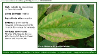 MoA: Inibição da fotossíntese
no fotossistema II
Grupo químico: Triazina
Ingrediente ativo: atrazina
Sintomas: clorose entre
nervuras centrais, geralmente
começa do centro e de expande
Produtos comerciais:
Atranex WG, Calaris, Coyote
WG, Facero SC, Posmil, Proof,
Senior WG, Siptran, etc
Foto: Marcelo Gripa Madalosso
14
Licensed to Joao Gilberto Alves Villela - jgvillela13@yahoo.com.br - HP01015958851886
 