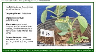 MoA: Inibição da fotossíntese
no fotossistema II
Grupo químico: Triazolona
Ingrediente ativo:
sulfentrazona
Sintomas: queimadura
superior e inferior das folhas,
clorose, avermelhamento das
nervuras do lado inferior das
folhas
Produtos comerciais:
Alia, Boral 500 SC, Explorer
500 EC, Solara 500 EC, Stone,
etc
Foto: Carla Siqueira (Instituto Phytus)
18
Licensed to Joao Gilberto Alves Villela - jgvillela13@yahoo.com.br - HP01015958851886
 
