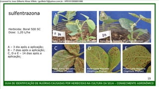 A – 3 dia após a aplicação;
B – 7 dias após a aplicação;
C, D e E – 14 dias após a
aplicação;
sulfentrazona A B
C D E
Herbicida: Boral 500 SC
Dose: 1,20 L/ha
Foto: Carla Siqueira (Instituto Phytus) Foto: Carla Siqueira (Instituto Phytus)
Foto: Carla Siqueira
(Instituto Phytus)
Foto: Carla Siqueira
(Instituto Phytus)
Foto: Carla Siqueira
(Instituto Phytus)
19
Licensed to Joao Gilberto Alves Villela - jgvillela13@yahoo.com.br - HP01015958851886
 