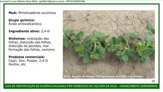 MoA: Mimetizadores auxínicos
Grupo químico:
Ácido ariloxialcanóico
Ingrediente ativo: 2,4-D
Sintomas: ondulação das
folhas, distorção das folhas,
distorção de pecíolos, mal
formação das folhas, nanismo
Produtos comerciais:
Capri, Dez, Pooper, 2,4-D
Nortox, etc
Foto: Kassim Al-Khatib (Universidade da Califórnia, Davis)
20
Licensed to Joao Gilberto Alves Villela - jgvillela13@yahoo.com.br - HP01015958851886
 