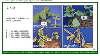 2, 4-D
21
A B
C D
Foto: Carla Siqueira
(Instituto Phytus)
Foto: Carla Siqueira
(Instituto Phytus)
Foto: Carla Siqueira
(Instituto Phytus)
Foto: Carla Siqueira
(Instituto Phytus)
Herbicida: 2,4-D Nortox
Dose: 1,50 L/ha
A – 1 dia após a aplicação;
B – 3 dias após a aplicação;
C – 7 dias após a aplicação;
D – 14 dias após a aplicação.
Licensed to Joao Gilberto Alves Villela - jgvillela13@yahoo.com.br - HP01015958851886
 