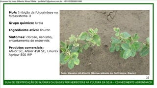 MoA: Inibição da fotossíntese no
fotossistema II
Grupo químico: Ureia
Ingrediente ativo: linuron
Sintomas: clorose, nanismo,
encurtamento de entre-nós
Produtos comerciais:
Afalor SC, Afalor 450 SC, Linurex
Agricur 500 WP
Foto: Kassim Al-Khatib (Universidade da Califórnia, Davis)
22
Licensed to Joao Gilberto Alves Villela - jgvillela13@yahoo.com.br - HP01015958851886
 
