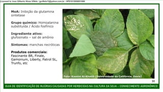 MoA: Inibição da glutamina
sintetase
Grupo químico: Homoalanina
substituída / Ácido fosfínico
Ingrediente ativo:
glufosinato – sal de amônio
Sintomas: manchas necróticas
Produtos comerciais:
Fascinante BR, Finale,
Gamonium, Liberty, Patrol SL,
Trunfo, etc
Foto: Kassim Al-Khatib (Universidade da Califórnia, Davis)
30
Licensed to Joao Gilberto Alves Villela - jgvillela13@yahoo.com.br - HP01015958851886
 