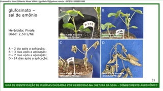 glufosinato –
sal de amônio
A – 2 dia após a aplicação;
B – 3 dias após a aplicação;
C – 7 dias após a aplicação;
D - 14 dias após a aplicação.
A B
C D
Herbicida: Finale
Dose: 2,50 L/ha
Foto: Carla Siqueira
(Instituto Phytus)
Foto: Carla Siqueira
(Instituto Phytus)
Foto: Carla Siqueira
(Instituto Phytus)
Foto: Carla Siqueira
(Instituto Phytus)
31
Licensed to Joao Gilberto Alves Villela - jgvillela13@yahoo.com.br - HP01015958851886
 