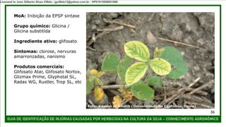 MoA: Inibição da EPSP sintase
Grupo químico: Glicina /
Glicina substitída
Ingrediente ativo: glifosato
Sintomas: clorose, nervuras
amarronzadas, nanismo
Produtos comerciais:
Glifosato Atar, Glifosato Nortox,
Glizmax Prime, Glyphotal SL,
Radas WG, Rustler, Trop SL, etc
36
Foto: Kassim Al-Khatib (Universidade da Califórnia, Davis)
Licensed to Joao Gilberto Alves Villela - jgvillela13@yahoo.com.br - HP01015958851886
 