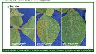 Foto: Carla Siqueira
(Instituto Phytus)
Foto: Carla Siqueira
(Instituto Phytus)
Foto: Carla Siqueira
(Instituto Phytus)
glifosato
37
Licensed to Joao Gilberto Alves Villela - jgvillela13@yahoo.com.br - HP01015958851886
 