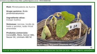MoA: Mimetizadores da Auxina
Grupo químico: Ácido
piridiniloxialcanoico
Ingrediente ativo:
triclopir-butílico
Sintomas: necrose, torção de
haste e pecíolos, lesão inicial
amarelada
Produtos comerciais:
CoronelBR, Metiz, Sencor 480,
Soccer SC, Unimark 480 SC
Foto: Carla Siqueira (Instituto Phytus)
40
Licensed to Joao Gilberto Alves Villela - jgvillela13@yahoo.com.br - HP01015958851886
 
