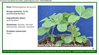 MoA: Mimetizadores da Auxina
Grupo químico: Ácido
quinolinocarboxílico
Ingrediente ativo:
quincloraque
Sintomas: clorose, necrose
internerval, necrose, nanismo
Produto comercial:
Facet
Foto: Carla Siqueira (Instituto Phytus)
42
Licensed to Joao Gilberto Alves Villela - jgvillela13@yahoo.com.br - HP01015958851886
 