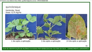 quincloraque
Herbicida: Facet
Dose: 0,75 Kg/ha
Foto: Carla Siqueira (Instituto Phytus) Foto: Carla Siqueira (Instituto Phytus) Foto: Carla Siqueira (Instituto Phytus)
1 dia após a aplicação 3 dia após a aplicação 14 dia após a aplicação
43
Licensed to Joao Gilberto Alves Villela - jgvillela13@yahoo.com.br - HP01015958851886
 