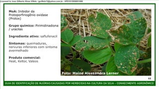 MoA: Inibidor da
Protoporfiriogênio oxidase
(Protox)
Grupo químico: Pirimidinadiona
/ uracilas
Ingrediente ativo: saflufenacil
Sintomas: queimaduras,
nervuras inferiores com sintoma
avermelhado
Produto comercial:
Heat, Keltor, Valeos
Foto: Maíne Alessandra Lerner
44
Licensed to Joao Gilberto Alves Villela - jgvillela13@yahoo.com.br - HP01015958851886
 