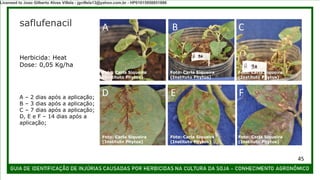 saflufenacil
Herbicida: Heat
Dose: 0,05 Kg/ha
Foto: Carla Siqueira
(Instituto Phytus)
Foto: Carla Siqueira
(Instituto Phytus)
Foto: Carla Siqueira
(Instituto Phytus)
Foto: Carla Siqueira
(Instituto Phytus)
Foto: Carla Siqueira
(Instituto Phytus)
Foto: Carla Siqueira
(Instituto Phytus)
A – 2 dias após a aplicação;
B – 3 dias após a aplicação;
C – 7 dias após a aplicação;
D, E e F – 14 dias após a
aplicação;
A B C
D E F
45
Licensed to Joao Gilberto Alves Villela - jgvillela13@yahoo.com.br - HP01015958851886
 