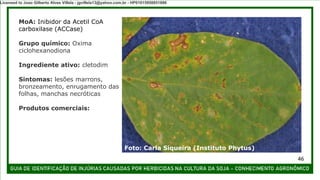 MoA: Inibidor da Acetil CoA
carboxilase (ACCase)
Grupo químico: Oxima
ciclohexanodiona
Ingrediente ativo: cletodim
Sintomas: lesões marrons,
bronzeamento, enrugamento das
folhas, manchas necróticas
Produtos comerciais:
Foto: Carla Siqueira (Instituto Phytus)
46
Licensed to Joao Gilberto Alves Villela - jgvillela13@yahoo.com.br - HP01015958851886
 