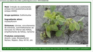 GUIA DE IDENTIFICAÇÃO DE INJÚRIAS CAUSADAS POR HERBICIDAS NA CULTURA DA SOJA – CONHECIMENTO AGRONÔMICO
MoA: Inibição da acetolactato
sintase ALS (acetohidroxiácido
sintase AHAS)
Grupo químico: Sulfoniluréia
Ingrediente ativo:
nicossulfurom
Sintomas: clorose, encurtamento
de entrenós, avermelhamento de
nervuras no inferior das folhas,
empilhamento de folhas, nanismo
Produtos comerciais:
Accent, Loop, Nicossulfuron
Nortox, Nippon, Stoy 40 SC, etc
Foto: Kassim Al-Khatib (Universidade da Califórnia, Davis)
05
Licensed to Joao Gilberto Alves Villela - jgvillela13@yahoo.com.br - HP01015958851886
 