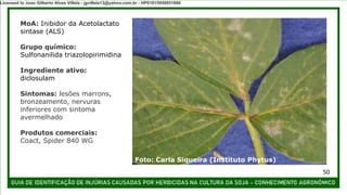MoA: Inibidor da Acetolactato
sintase (ALS)
Grupo químico:
Sulfonanilida triazolopirimidina
Ingrediente ativo:
diclosulam
Sintomas: lesões marrons,
bronzeamento, nervuras
inferiores com sintoma
avermelhado
Produtos comerciais:
Coact, Spider 840 WG
Foto: Carla Siqueira (Instituto Phytus)
50
Licensed to Joao Gilberto Alves Villela - jgvillela13@yahoo.com.br - HP01015958851886
 