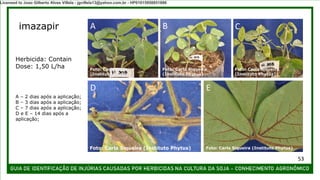A B C
D E
A – 2 dias após a aplicação;
B – 3 dias após a aplicação;
C – 7 dias após a aplicação;
D e E – 14 dias após a
aplicação;
Herbicida: Contain
Dose: 1,50 L/ha
imazapir
Foto: Carla Siqueira (Instituto Phytus) Foto: Carla Siqueira (Instituto Phytus)
Foto: Carla Siqueira
(Instituto Phytus)
Foto: Carla Siqueira
(Instituto Phytus)
Foto: Carla Siqueira
(Instituto Phytus)
53
Licensed to Joao Gilberto Alves Villela - jgvillela13@yahoo.com.br - HP01015958851886
 