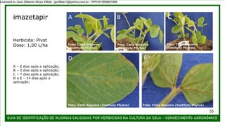 imazetapir
A – 2 dias após a aplicação;
B – 3 dias após a aplicação;
C – 7 dias após a aplicação;
D e E – 14 dias após a
aplicação;
Herbicida: Pivot
Dose: 1,00 L/ha
A B C
D E
Foto: Carla Siqueira (Instituto Phytus) Foto: Carla Siqueira (Instituto Phytus)
Foto: Carla Siqueira
(Instituto Phytus)
Foto: Carla Siqueira
(Instituto Phytus)
Foto: Carla Siqueira
(Instituto Phytus)
55
Licensed to Joao Gilberto Alves Villela - jgvillela13@yahoo.com.br - HP01015958851886
 