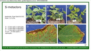 S-metacloro
A – 2 dias após a aplicação;
B – 3 dias após a aplicação;
C – 7 dias após a aplicação;
D e E – 14 dias após a
aplicação;
Herbicida: Dual Gold 915 EC
Dose: 1,2 L/ha
A B C
D E
Foto: Carla Siqueira (Instituto Phytus) Foto: Carla Siqueira (Instituto Phytus)
Foto: Carla Siqueira
(Instituto Phytus)
Foto: Carla Siqueira
(Instituto Phytus)
Foto: Carla Siqueira
(Instituto Phytus)
57
Licensed to Joao Gilberto Alves Villela - jgvillela13@yahoo.com.br - HP01015958851886
 