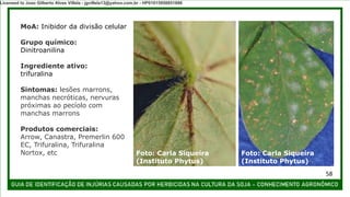 MoA: Inibidor da divisão celular
Grupo químico:
Dinitroanilina
Ingrediente ativo:
trifuralina
Sintomas: lesões marrons,
manchas necróticas, nervuras
próximas ao pecíolo com
manchas marrons
Produtos comerciais:
Arrow, Canastra, Premerlin 600
EC, Trifuralina, Trifuralina
Nortox, etc Foto: Carla Siqueira
(Instituto Phytus)
Foto: Carla Siqueira
(Instituto Phytus)
58
Licensed to Joao Gilberto Alves Villela - jgvillela13@yahoo.com.br - HP01015958851886
 