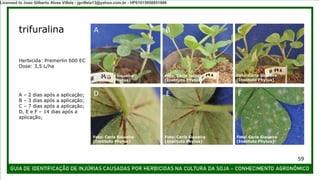 A B C
D E F
A – 2 dias após a aplicação;
B – 3 dias após a aplicação;
C – 7 dias após a aplicação;
D, E e F – 14 dias após a
aplicação;
trifuralina
Herbicida: Premerlin 600 EC
Dose: 3,5 L/ha
Foto: Carla Siqueira
(Instituto Phytus)
Foto: Carla Siqueira
(Instituto Phytus)
Foto: Carla Siqueira
(Instituto Phytus)
Foto: Carla Siqueira
(Instituto Phytus)
Foto: Carla Siqueira
(Instituto Phytus)
Foto: Carla Siqueira
(Instituto Phytus)
59
Licensed to Joao Gilberto Alves Villela - jgvillela13@yahoo.com.br - HP01015958851886
 