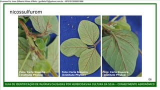 nicossulfurom
Foto: Carla Siqueira
(Instituto Phytus)
Foto: Carla Siqueira
(Instituto Phytus)
Foto: Carla Siqueira
(Instituto Phytus)
06
Licensed to Joao Gilberto Alves Villela - jgvillela13@yahoo.com.br - HP01015958851886
 