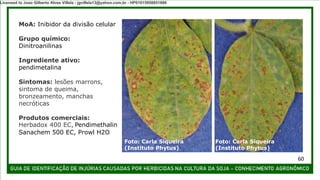 MoA: Inibidor da divisão celular
Grupo químico:
Dinitroanilinas
Ingrediente ativo:
pendimetalina
Sintomas: lesões marrons,
sintoma de queima,
bronzeamento, manchas
necróticas
Produtos comerciais:
Herbadox 400 EC, Pendimethalin
Sanachem 500 EC, Prowl H2O
Foto: Carla Siqueira
(Instituto Phytus)
Foto: Carla Siqueira
(Instituto Phytus)
60
Licensed to Joao Gilberto Alves Villela - jgvillela13@yahoo.com.br - HP01015958851886
 